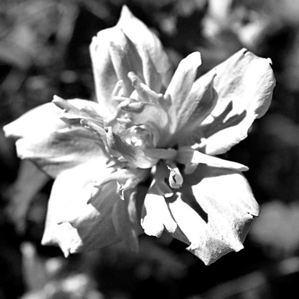black and white flower