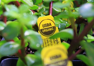 USDA organic plants